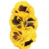 Collectif Peona 50's Hairflower Yellow